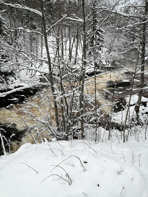 Free Snow Forest photo and picture