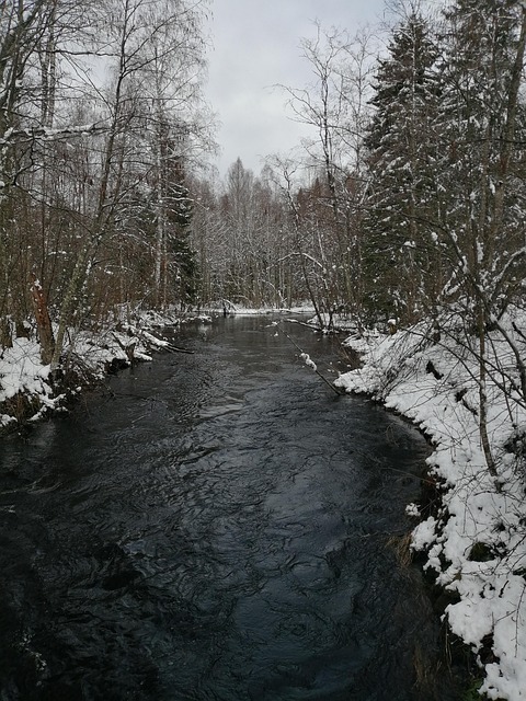 Free Snow Forest photo and picture