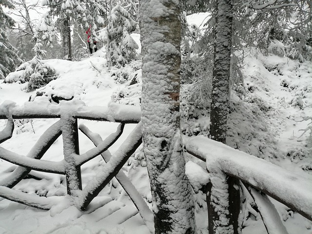 Free Snow Forest photo and picture