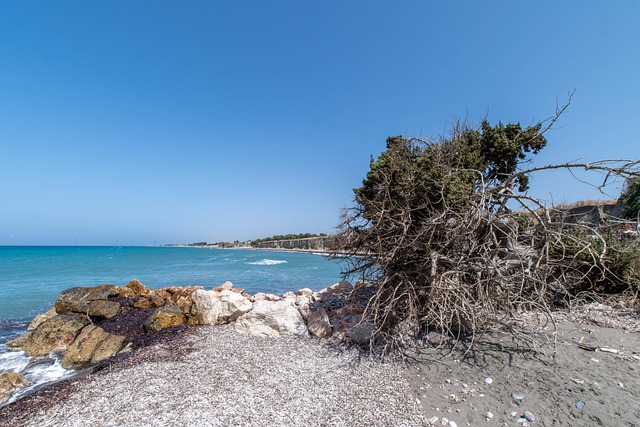 Free Beach Tree photo and picture
