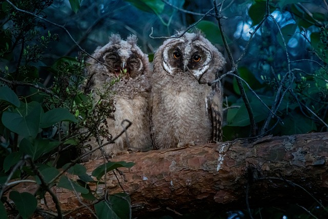 Free Owl Long-Eared Owl photo and picture