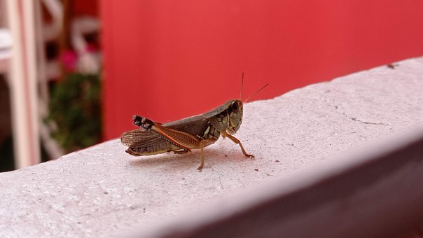 Free Grasshopper Insect photo and picture