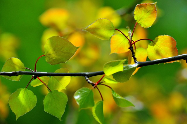 Free Leaves Nature photo and picture