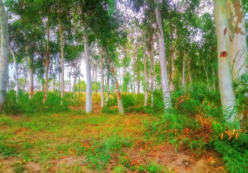 Free Forest Tree photo and picture