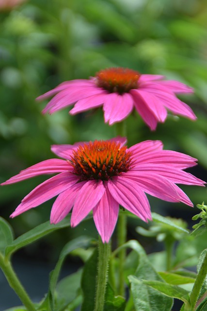 Free Flower Coneflower photo and picture
