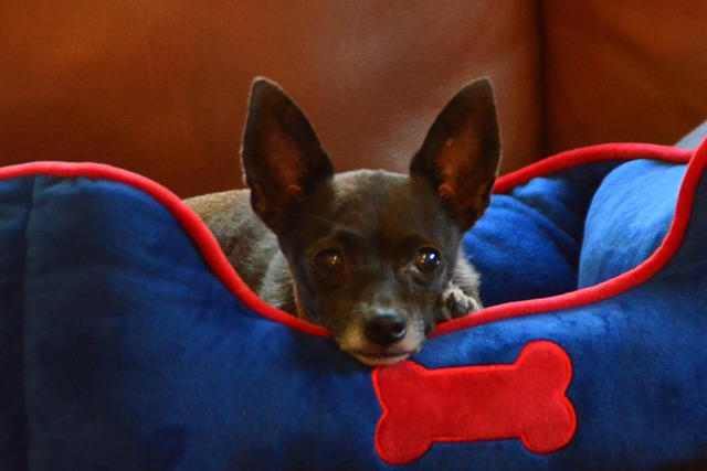 Free Dog Pet photo and picture