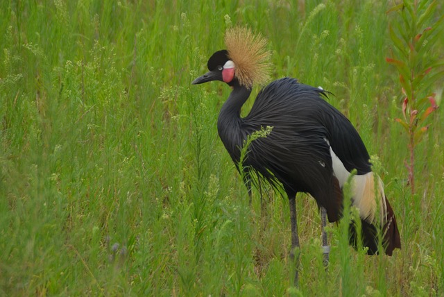 Free Bird Crane photo and picture