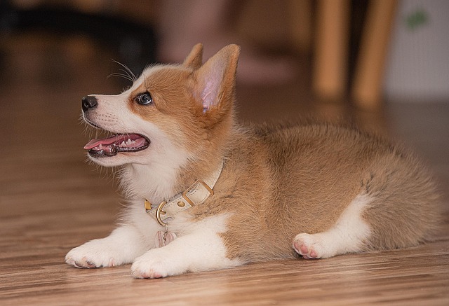 Free Puppy Dog photo and picture