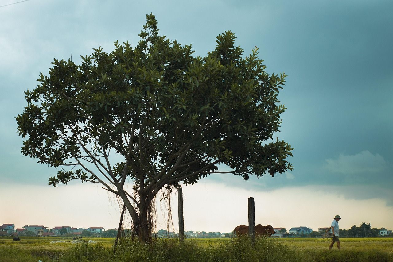 Sapi Sapi Tree Pohon Hutan Daging Sapi Matahari - Foto gratis di Pixabay - Pixabay