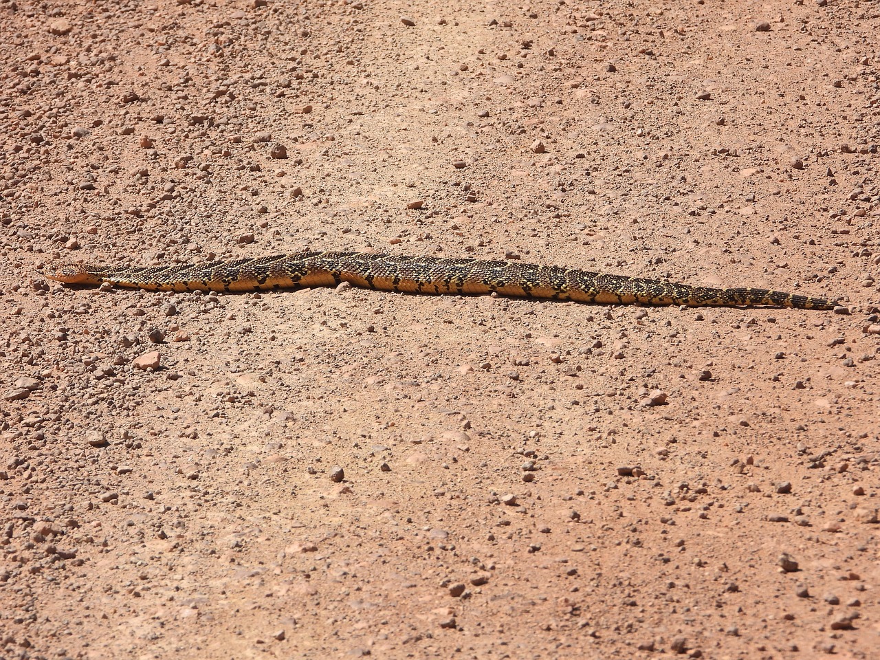 Puff Adder Snake On The Road Free photo on Pixabay Pixabay