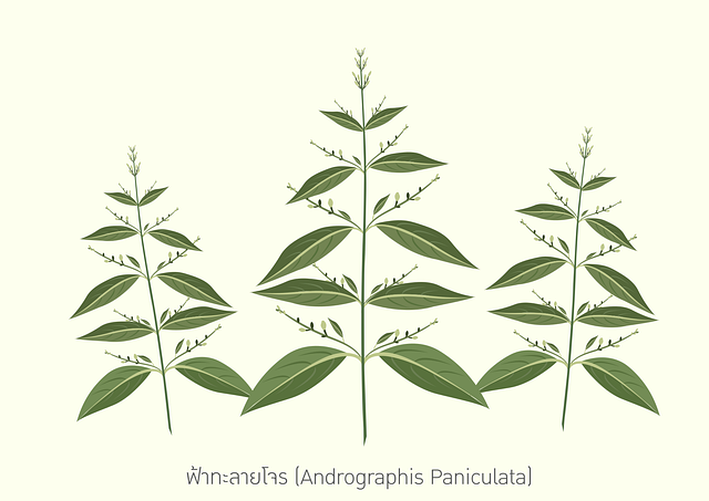 Andrographis Paniculata, Kraut, Pflanze
