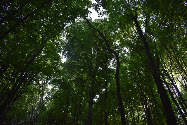 Free Forest Woods photo and picture