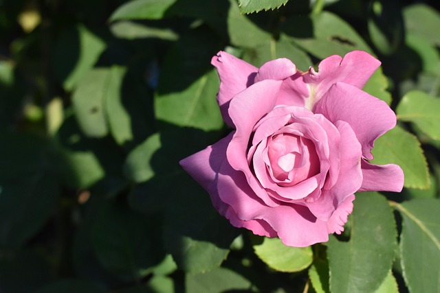 Free Rose Flower photo and picture