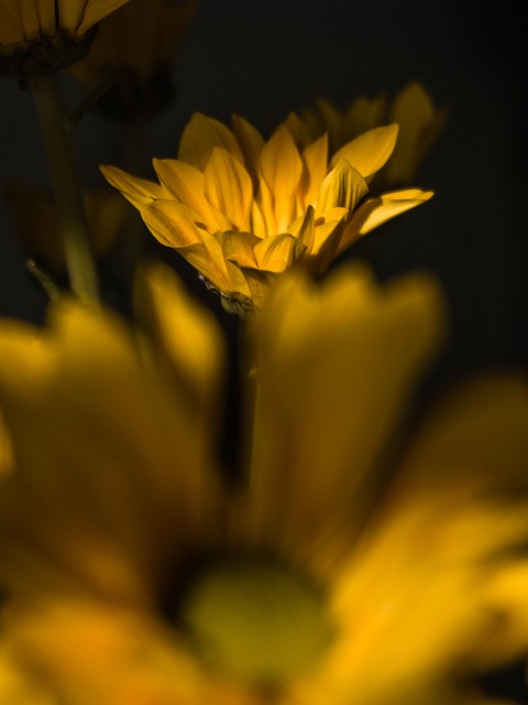 Margarita, Flores, Planta, Gerbera