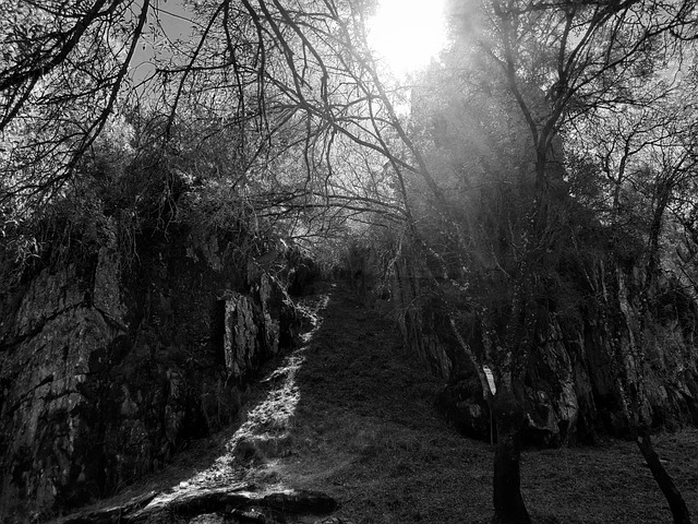 Free Shadow Nature photo and picture