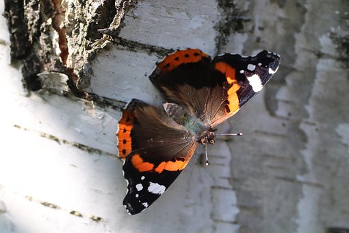 Mariposa, Insecto, Insecto Con Alas