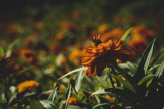 Flor, Pétalas, Verão, Jardim, Bosques