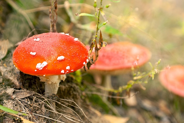 Mushrooms, Fly Agaric, Les, Podzim