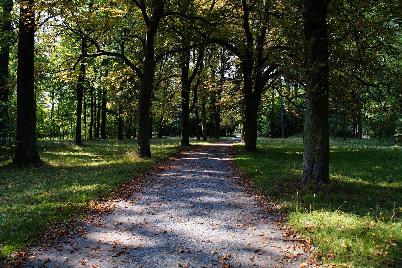 Sendero Árboles Naturaleza - Foto gratis en Pixabay - Pixabay