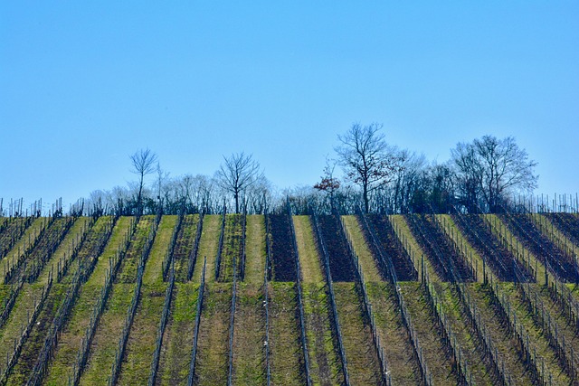 Free Vineyard Agriculture photo and picture