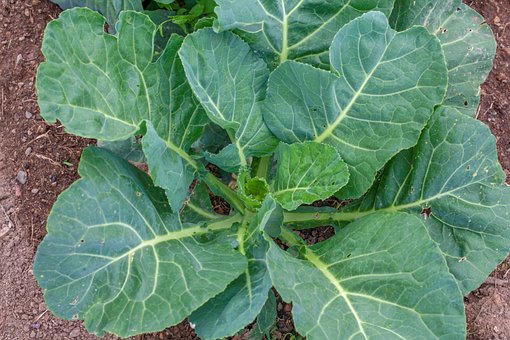 Free Collards Greens photo and picture