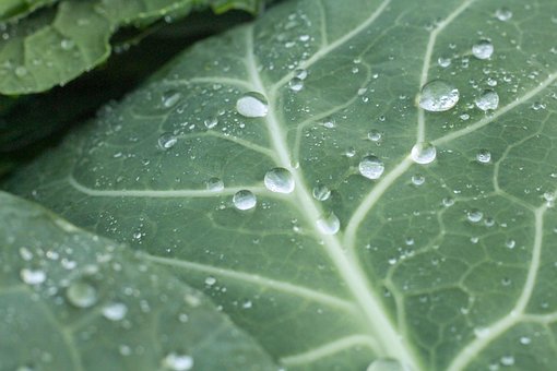 Free Leaves Foliage photo and picture