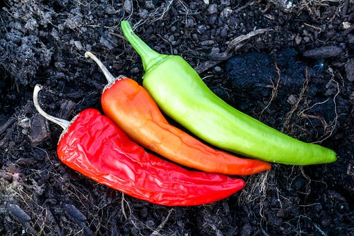 Free Pepper Chili photo and picture