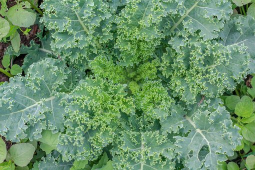 Free Vegetable Kale photo and picture