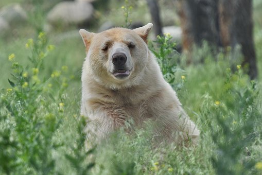 Free Animal Bear photo and picture