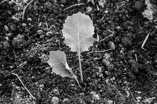Free Black And White Flowers photo and picture