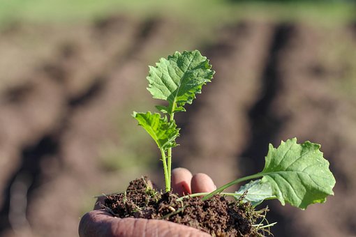 Free Plant Soil photo and picture