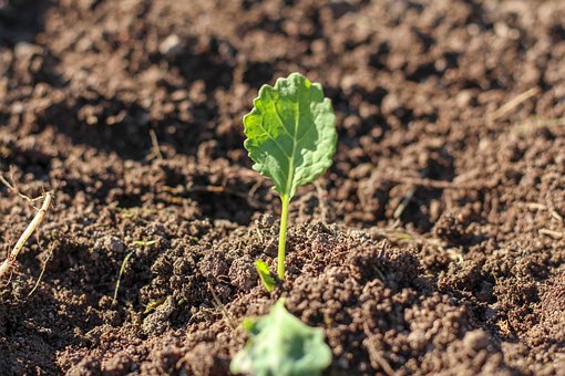 Free Plant Leaf photo and picture