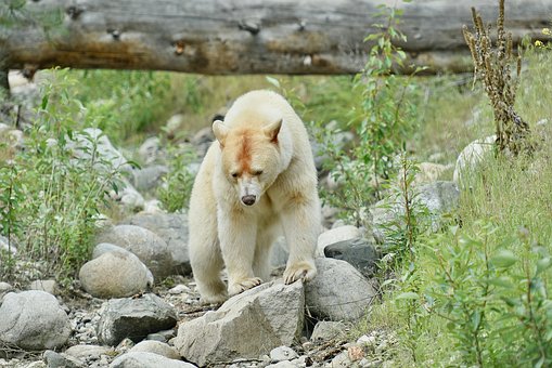 Free Animal Bear photo and picture