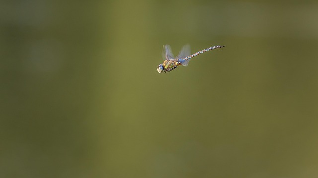 Free Insect Dragonfly photo and picture