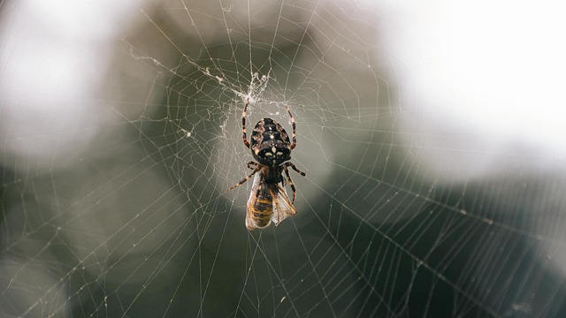 Free Spider Wasp photo and picture