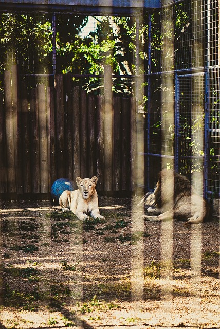 Leão, Animal, Mamífero, Predador, Felino