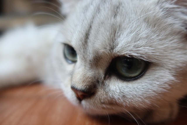 Animal, Gato, Felino, Bicho De Estimação