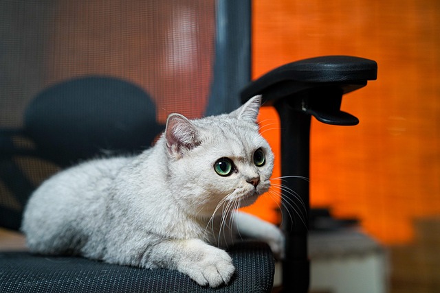 Gato, Natureza, Bicho De Estimação, Casa