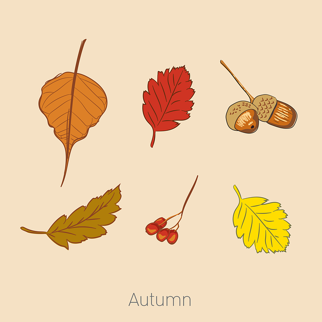 Herbst, Jahreszeit, Blätter, Natur