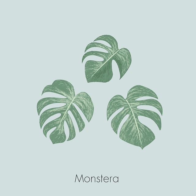 Free Monstera Vector Art - Download 26+ Monstera Icons & Graphics - Pixabay