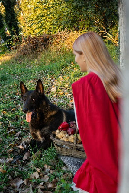 Rotkäppchen, Belgische Malinois
