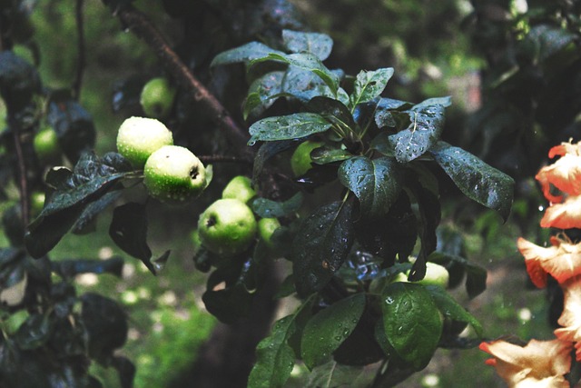 Free Apple Tree Apple Orchard photo and picture