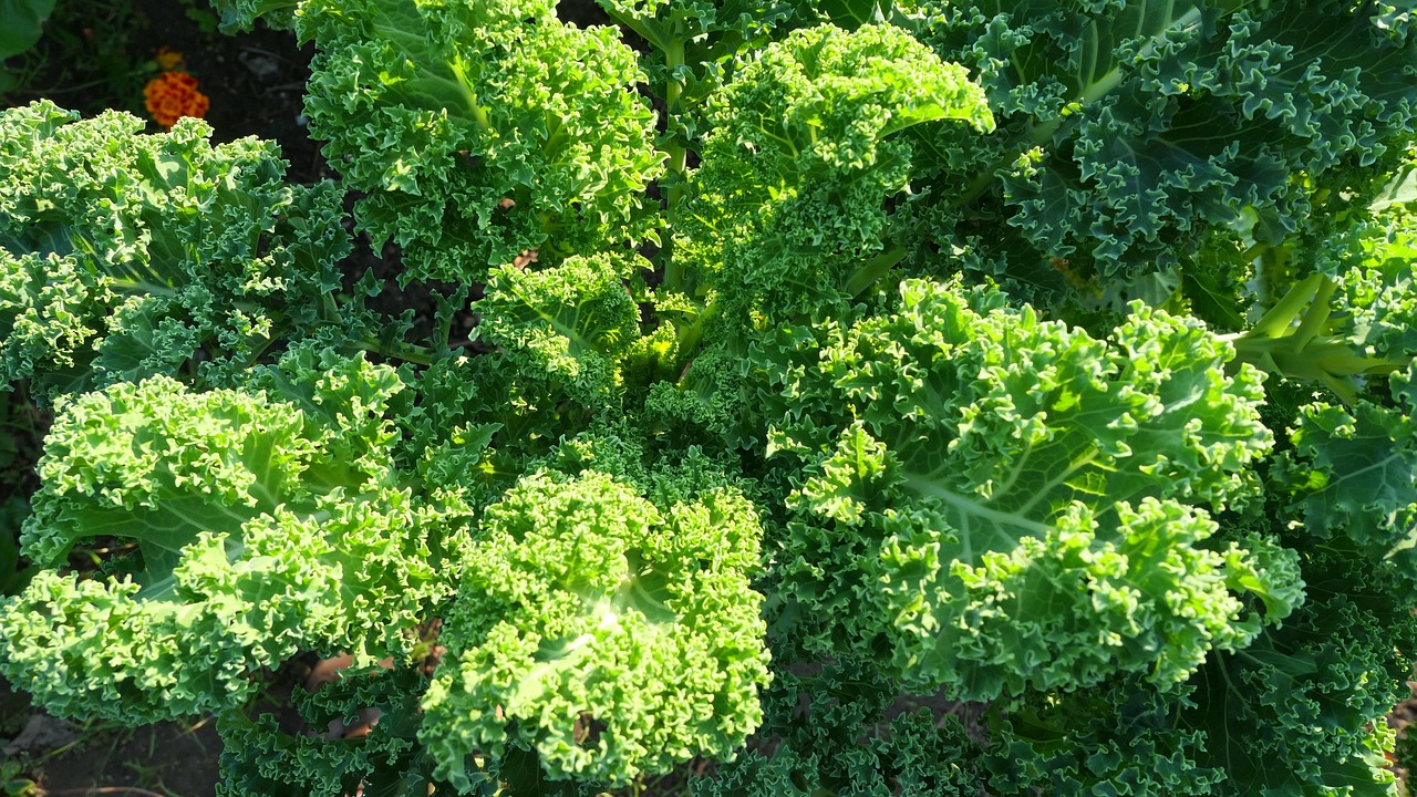 200 + 무료 Kale & 케일 이미지 - Pixabay