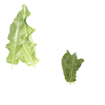 Blatt, Blätter, Meerrettich