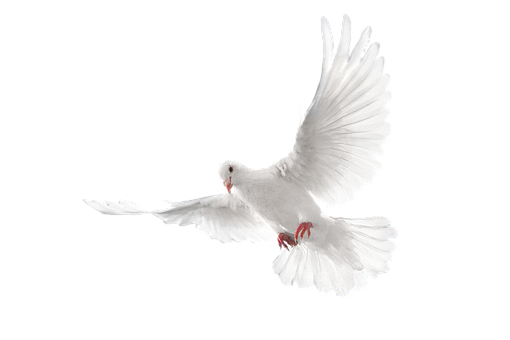 Free Bird Dove illustration and picture
