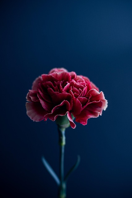 Free Carnation Flower photo and picture