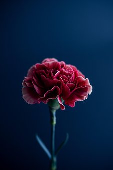 赤いカーネーション カーネーションに関する100以上の無料写真