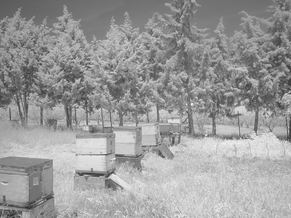 Honey Box Bee Hive Free photo on Pixabay Pixabay