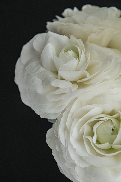 Free Flowers Rose photo and picture