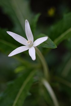 Free Flower White Flower photo and picture